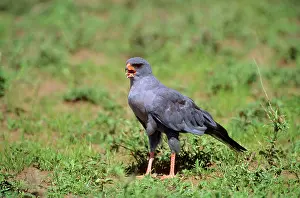Chanting: Dark Chanting Goshawk - juvenile calling