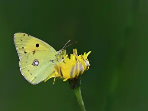 Colias: Dark Clouded Yellow