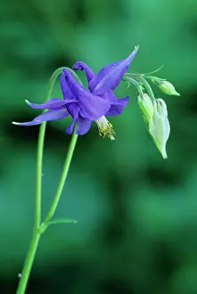 Atrata: Dark Columbine