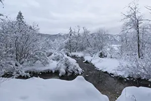 Brook: A dark creek flowing through snow covered forest on an overcast day