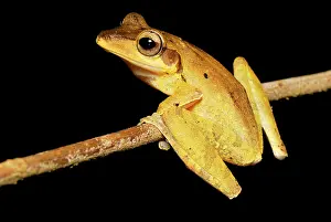 Polypedates: Dark-eared Tree Frog
