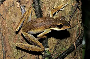 Polypedates: Dark-eared tree frog