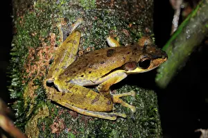 Polypedates: Dark-eared tree frog