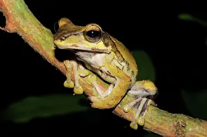 Polypedates: Dark-eared tree frog