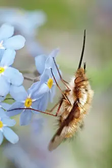 Proboscis: Dark-Edged Bee Fly - resting on Forget-me-not flowers