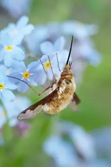 Proboscis: Dark-Edged Bee Fly - resting on Forget-me-not flowers