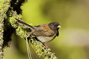 Hyemalis: Dark-eyed Junco