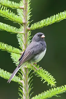 Hyemalis: Dark-eyed Junco