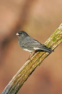 Hyemalis: Dark-eyed Junco