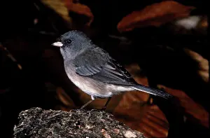 Hyemalis: Dark-eyed Junco