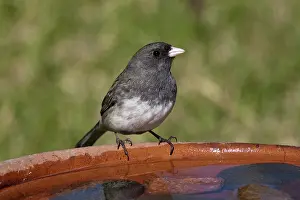 Hyemalis: Dark-eyed Junco