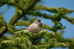 Willamette: Dark-eyed Junco