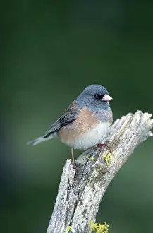 Hyemalis: Dark-Eyed Junco