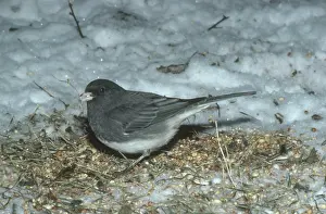 Birdseed: Dark-eyed Junco