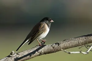 Junco: Dark-eyed Junco