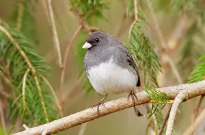 Hyemalis: Dark-eyed Junco - Adult male