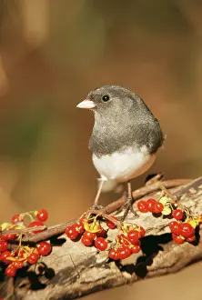 Junco: Dark-eyed JUNCO - with berries