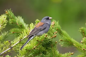 Hyemalis: Dark-eyed Junco - on breeding territory in the