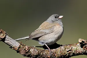 Junco: Dark-eyed Junco - female Oregon type