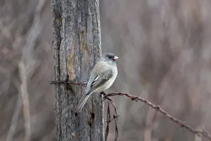 Hyemalis: Dark-eyed Junco (Junco hyemalis)