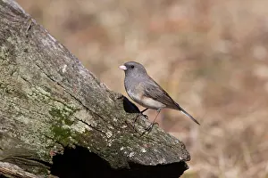 Hyemalis: Dark-eyed Junco (Junco hyemalis)