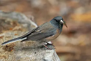 Hyemalis: Dark-eyed Junco, Junco hyemalis. Adult with food for nestlin