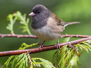 Passerines: A Dark-eyed Junco (Junco hyemalis) perched on a cedar tree branch
