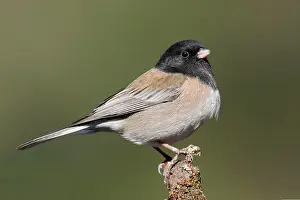 Junco: Dark-eyed Junco - male Oregon type