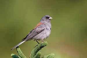 Hyemalis: Dark-eyed Junco - male (Red-backed race)