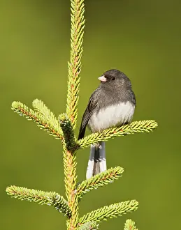 Hyemalis: Dark-eyed Junco - Slate Colored race