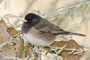 Junco: Dark-eyed Junco - in winter