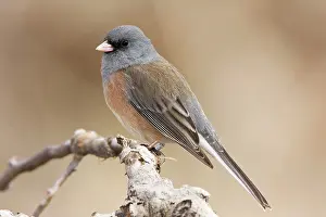 Hyemalis: Dark-eyed Junco - in winter