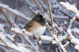 Hyemalis: Dark-eyed Junco - in winter