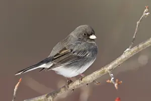 Hyemalis: Dark-eyed Junco - in winter