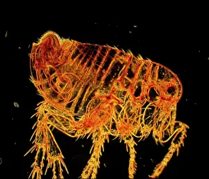 Micro: Dark Field Light Micrograph: Human Flea - male