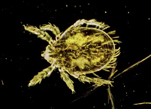 Micro: Dark Field Light Micrograph: Scrub Typhus Mite Chigger