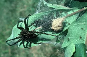 Dolomedes: Dark Fishing Spider