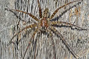 Dolomedes: Dark Fishing Spider