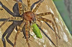 Dolomedes: Dark Fishing Spider
