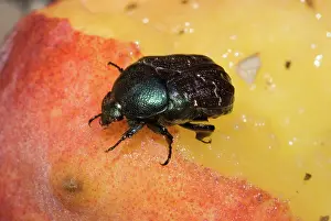 Peach: Dark Flower Scarab eating peach