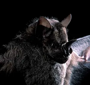 Obscurus: Dark Fruit-eating Bat