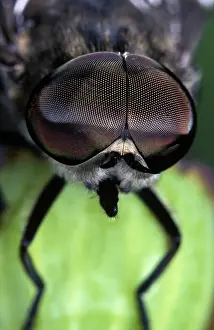 Tabanus: Dark Giant Horsefly (Tabanus sudeticus) portrai