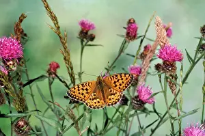 Aglaja: Dark Green Fritillary