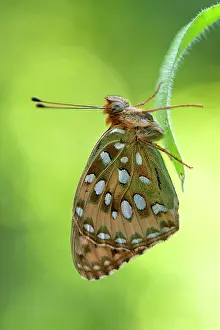 Aglaja: Dark Green Fritillary