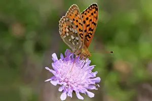 Fritillary: Dark Green Fritillary