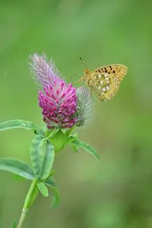 Rubens: Dark Green Fritillary (Argynnis aglaja) resting on a Red Fea