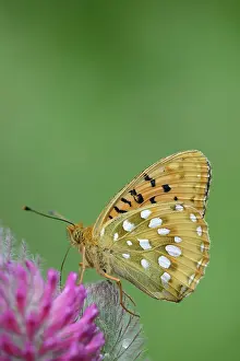 Rubens: Dark Green Fritillary (Argynnis aglaja) resting on a Red Fea