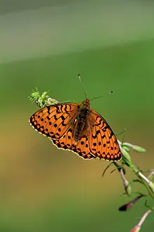Aglaja: Dark Green Fritillary Butterfly