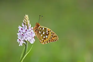 Fritillaries: Dark Green Fritillary Butterfly on Common Spotted Orchid