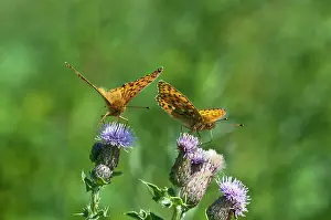 Aglaja: Dark-green Fritillary Butterfly - two feeding on thistle